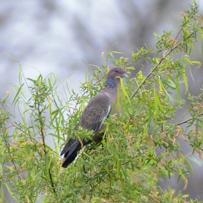 Picazuro Pigeon 